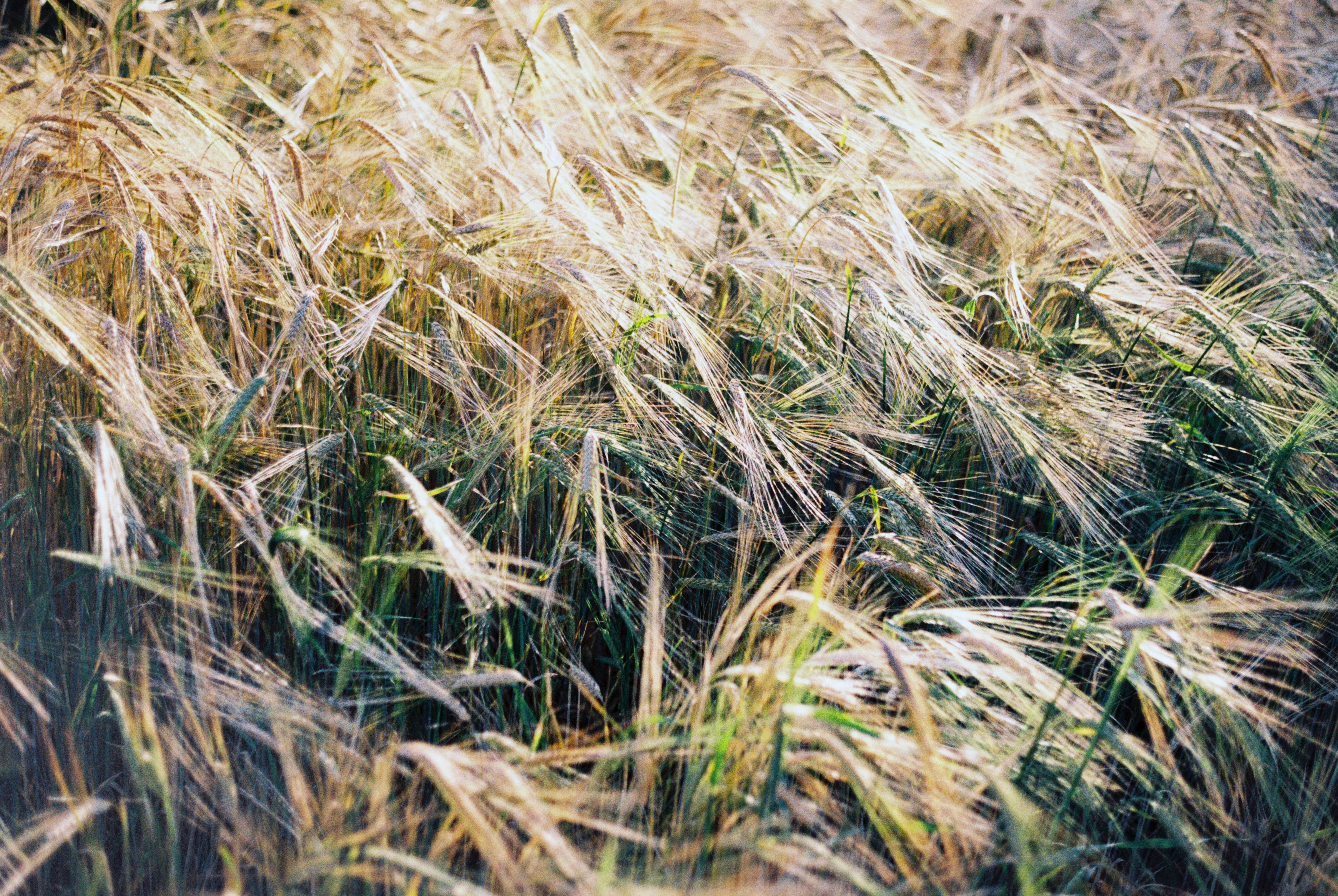 green and brown grass field